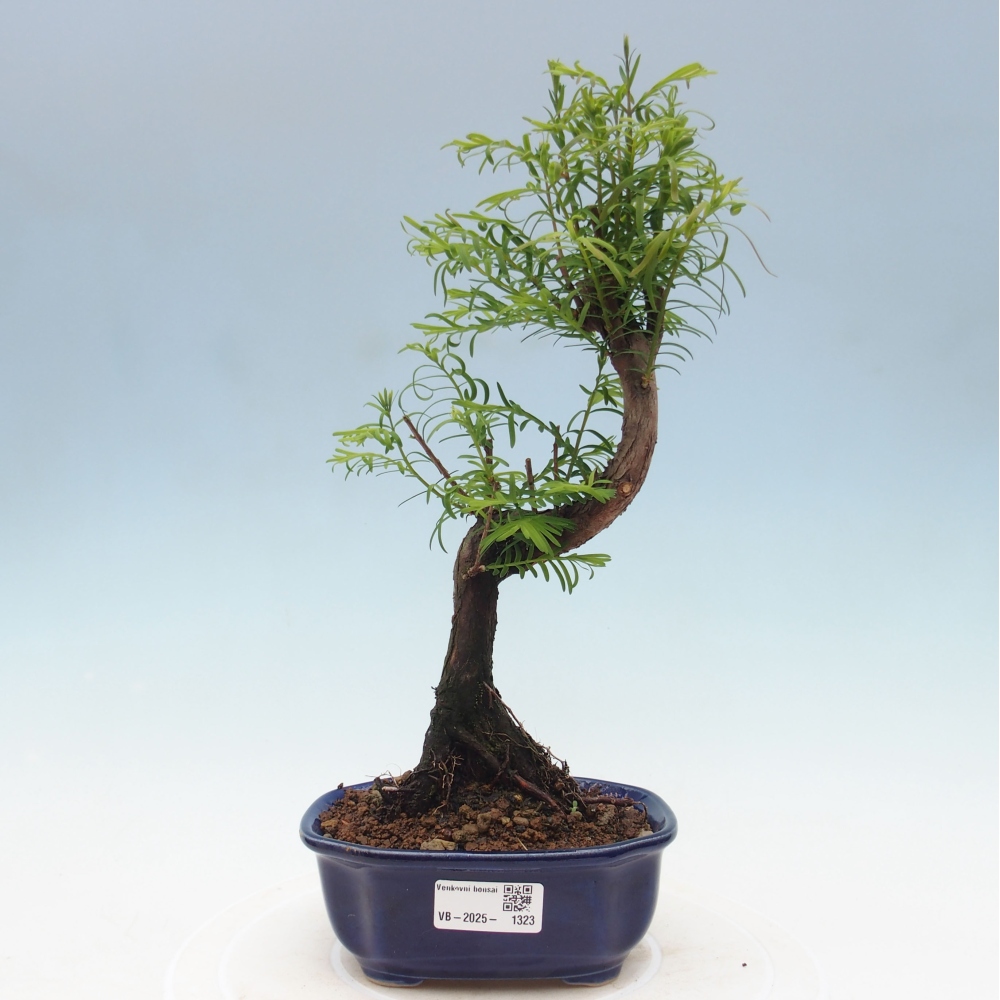 Venkovní bonsai - Metasequoia glyptostroboides - Metasekvoje čínská