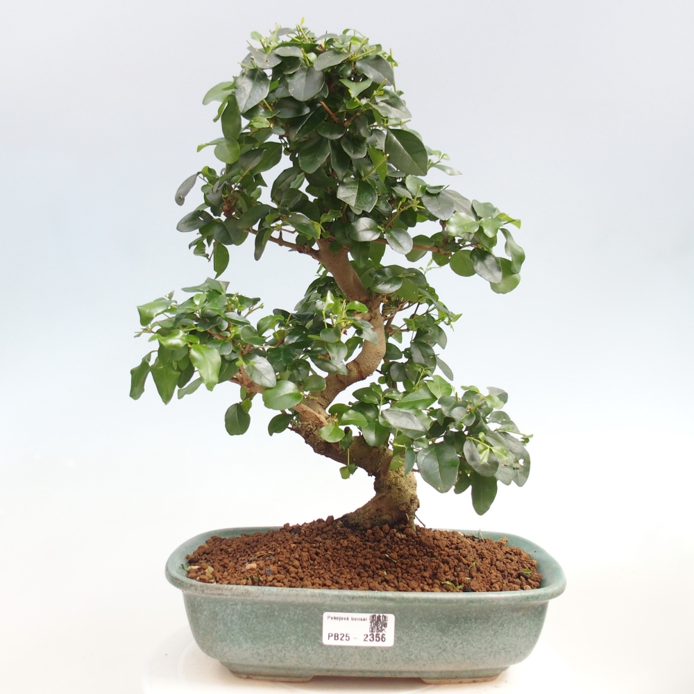 Pokojová bonsai -Ligustrum chinensis - Ptačí zob