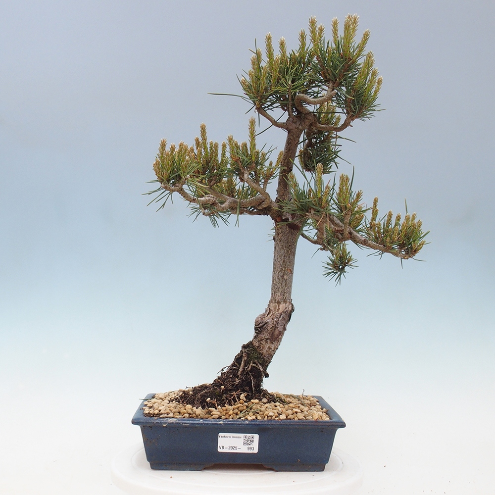 Venkovní bonsai - Pinus Sylvestris Watererri - Borovice lesní