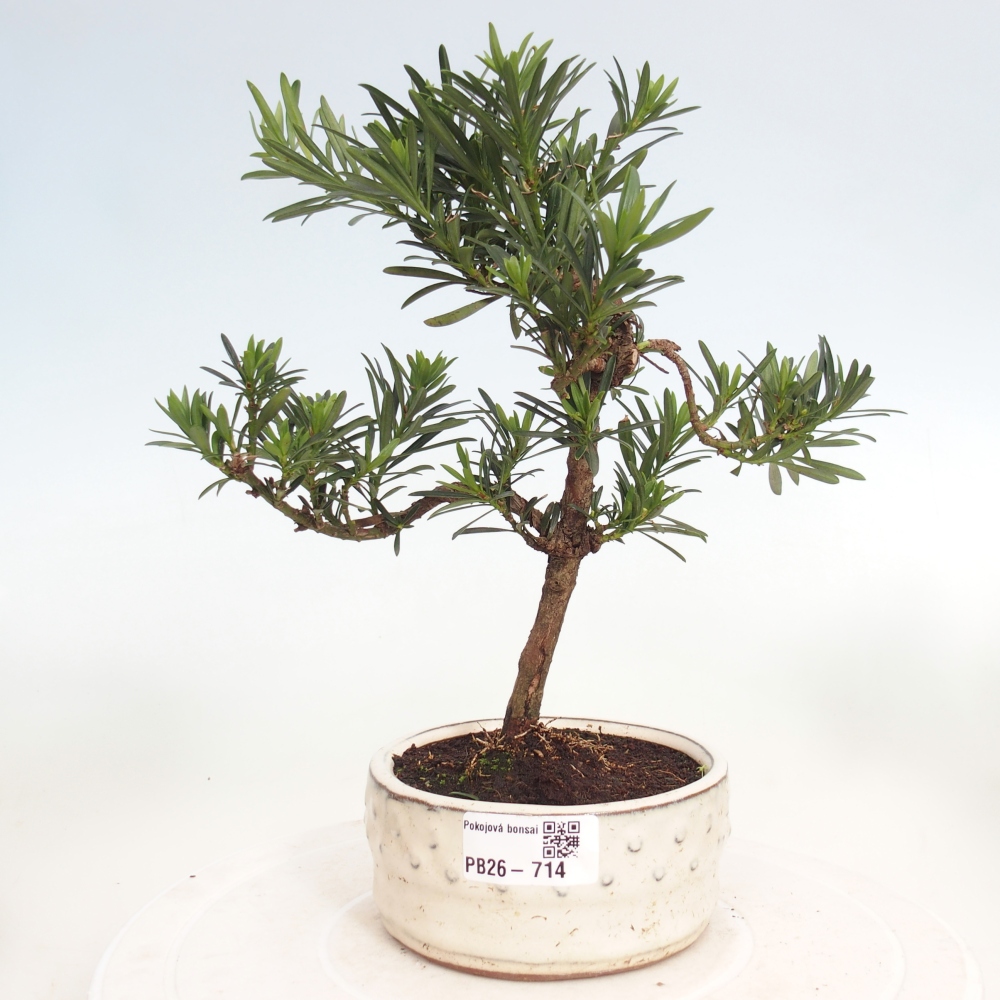 Pokojová bonsai - Podocarpus - Kamenný tis