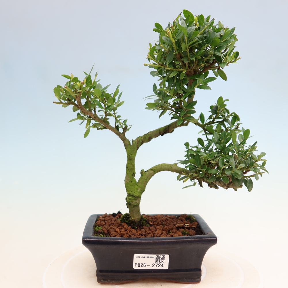 Pokojová bonsai - Ilex crenata - Cesmína