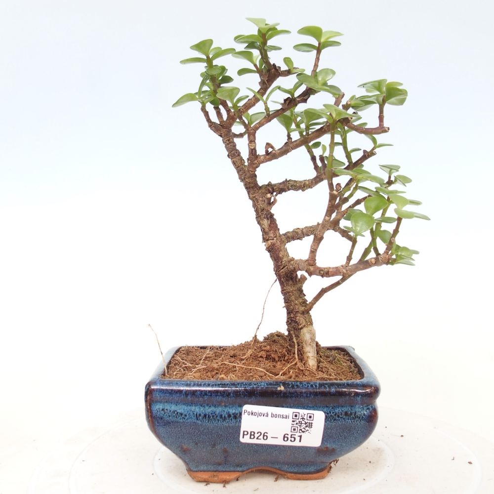 Pokojová bonsai - Portulakaria Afra - Tlustice