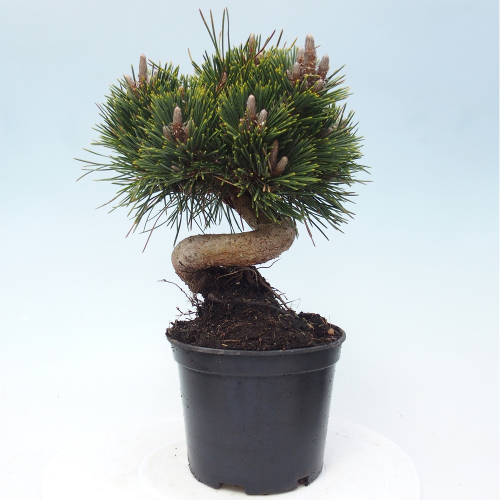 Venkovní bonsai - Pinus thunbergii senjyumaru - Borovice thunbergova
