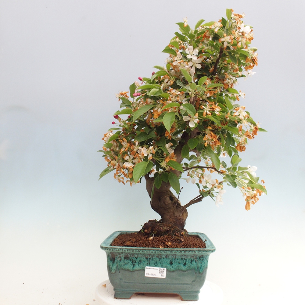 Venkovní bonsai -Malus halliana - Maloplodá jabloň