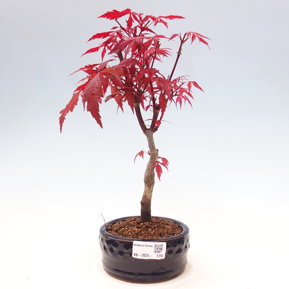 Venkovní bonsai - Acer palm. Atropurpureum-Javor dlanitolistý