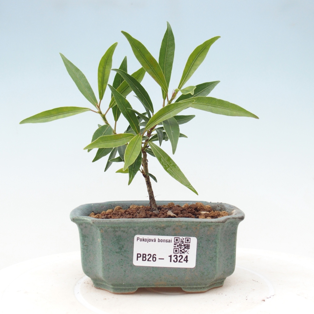 Pokojová bonsai - Ficus nerifolia -  malolistý fíkus