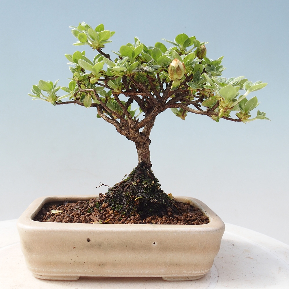 Venkovní bonsai - Rhododendron indicum - Japonská azalka
