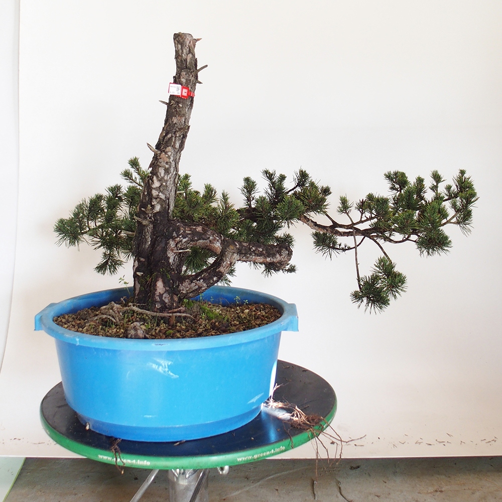 Yamadori - Pinus sylvestris Španělsko