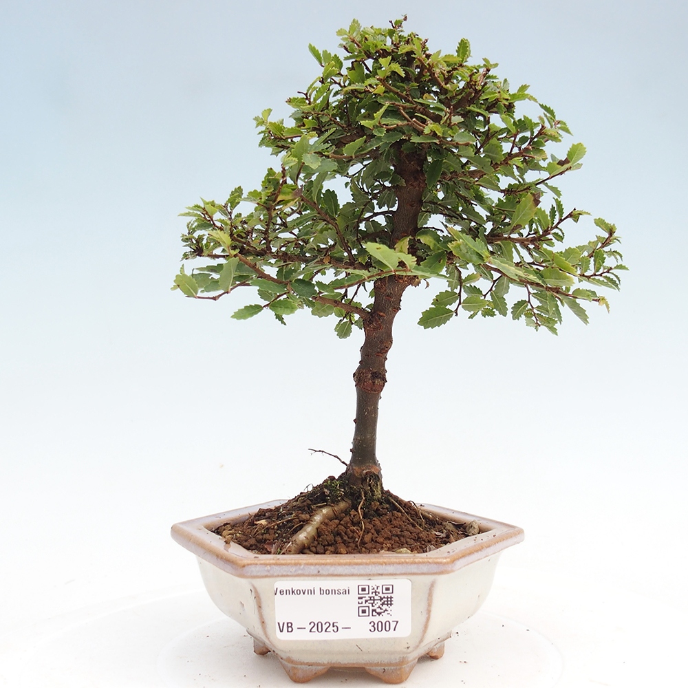 Venkovní bonsai - Ulmus parvifolia Sagei - Malolistý jilm