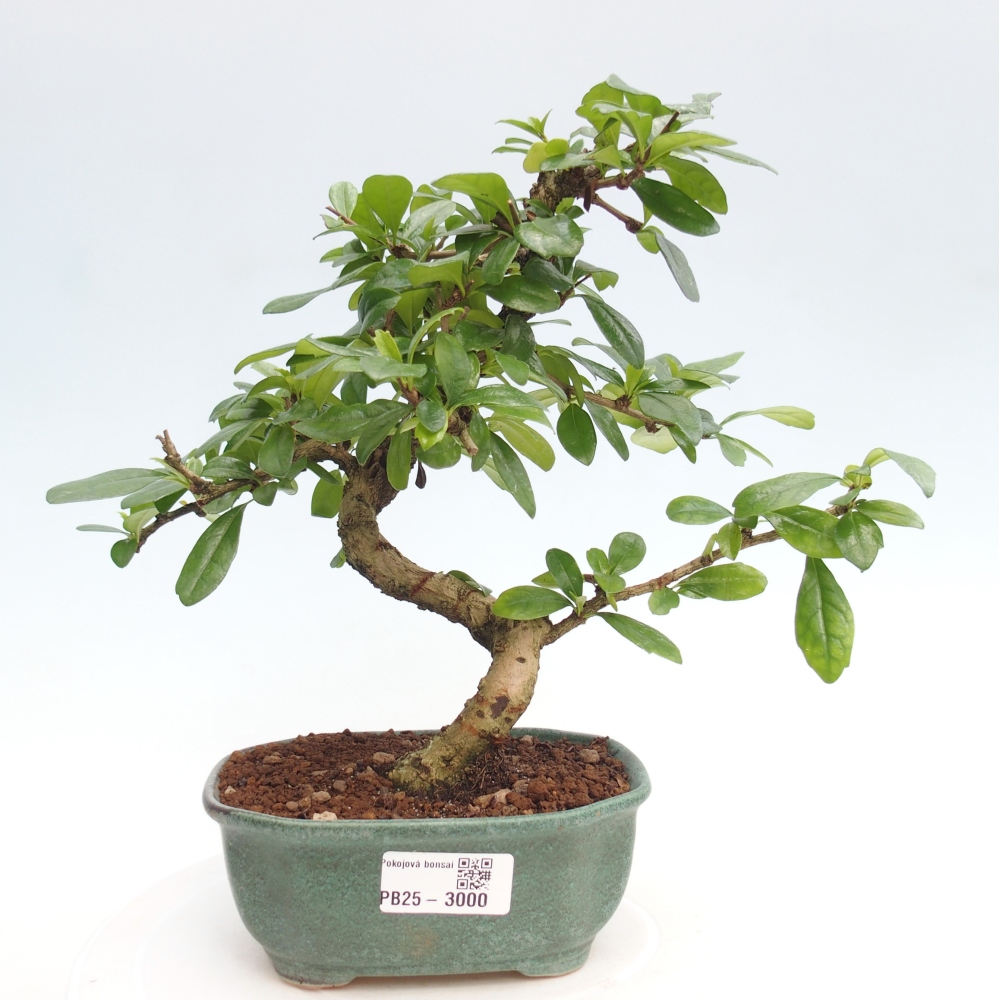 Pokojová bonsai - Carmona macrophylla - Čaj fuki