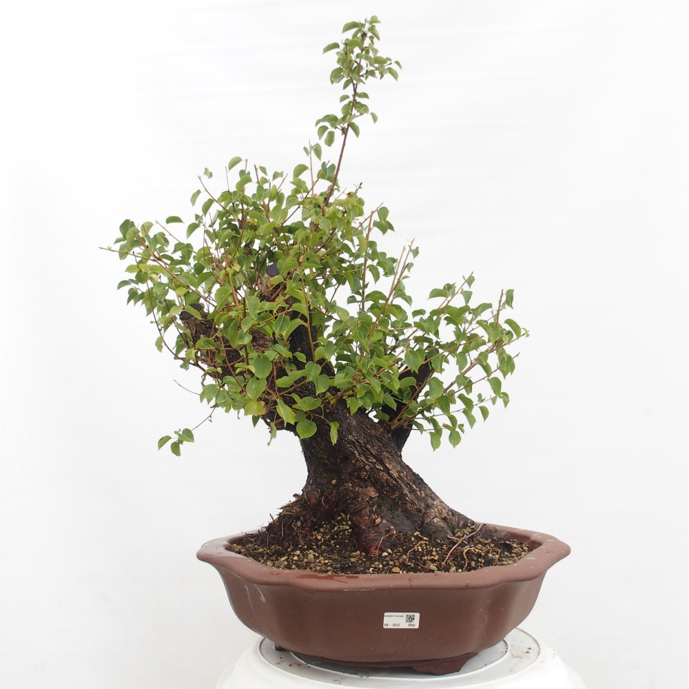Venkovní bonsai - Mahalebka - Prunus mahaleb