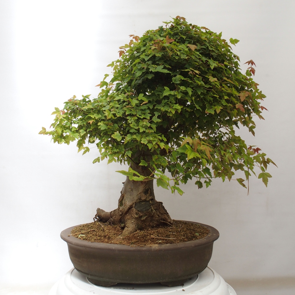 Venkovní bonsai - Acer Buergerianum - Javor Burgerův