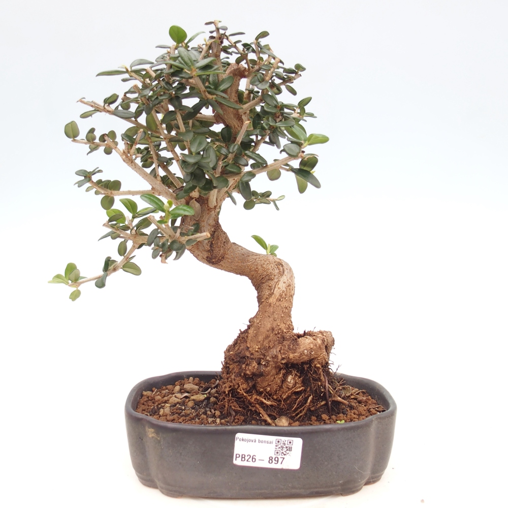 Pokojová bonsai - Olea europaea sylvestris -Oliva evropská drobnolistá