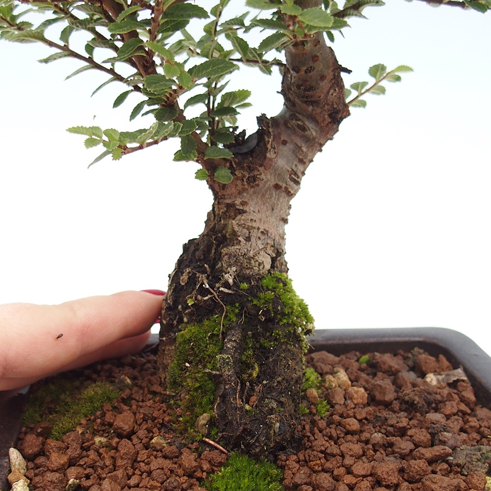 Venkovní bonsai - Ulmus parvifolia Hokkaido - jilm Čínský
