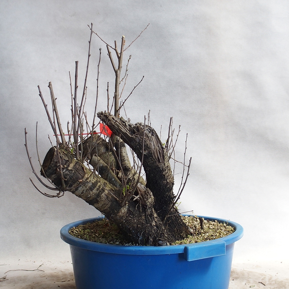 Venkovní bonsai -Mahalebka - Prunus mahaleb