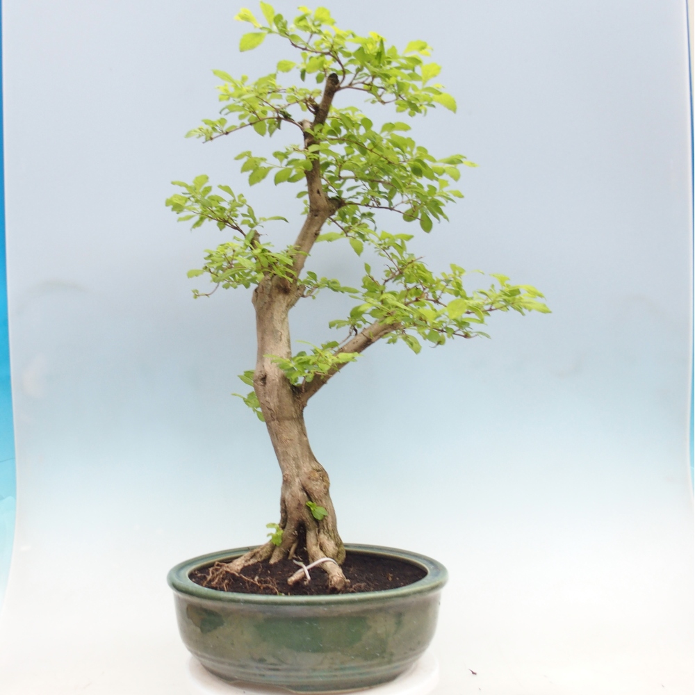 Pokojová bonsai - Duranta erecta Aurea - POUZE OSOBNÍ ODBĚR nebo paletová přeprava