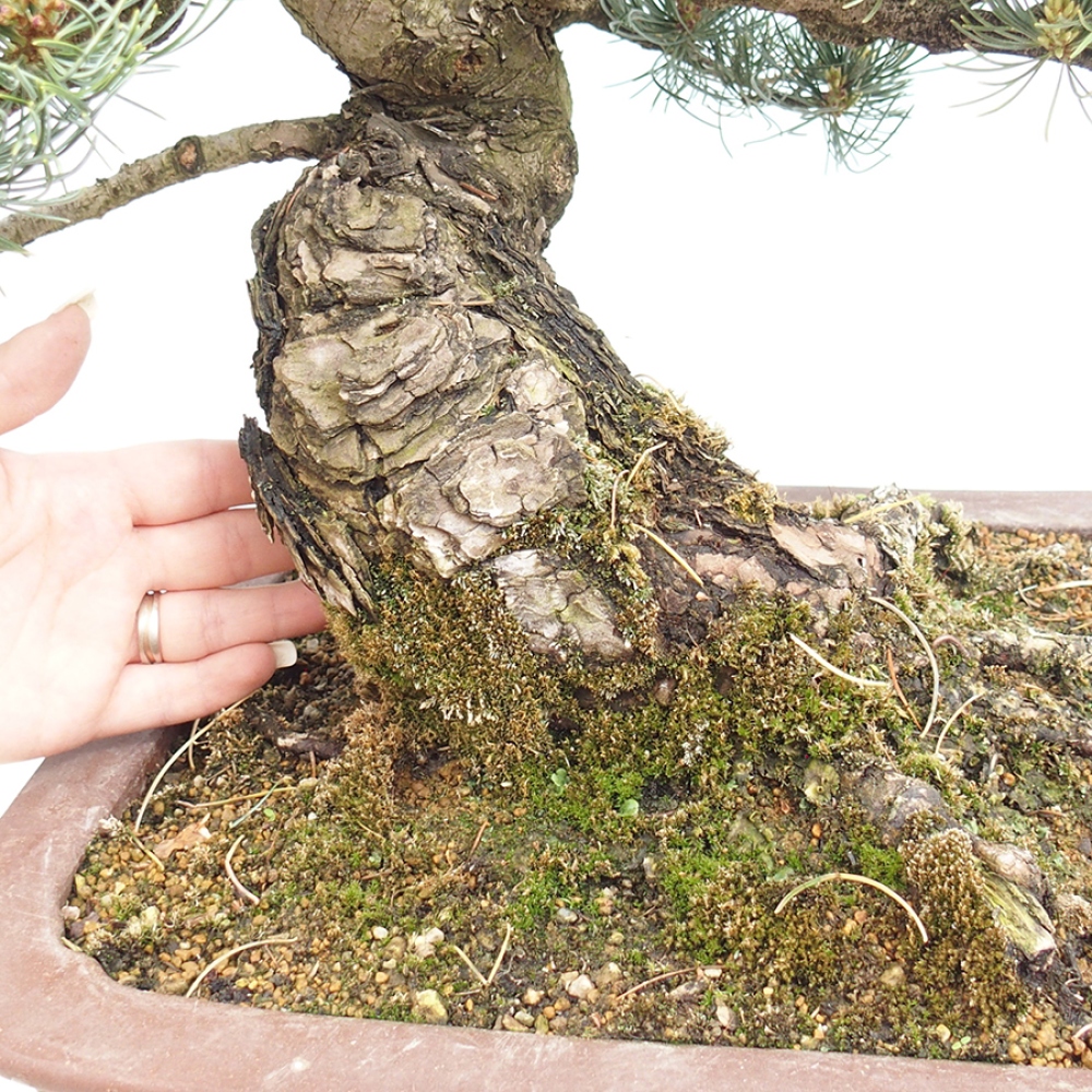 Venkovní bonsai - Pinus parviflora - Borovice drobnokvětá