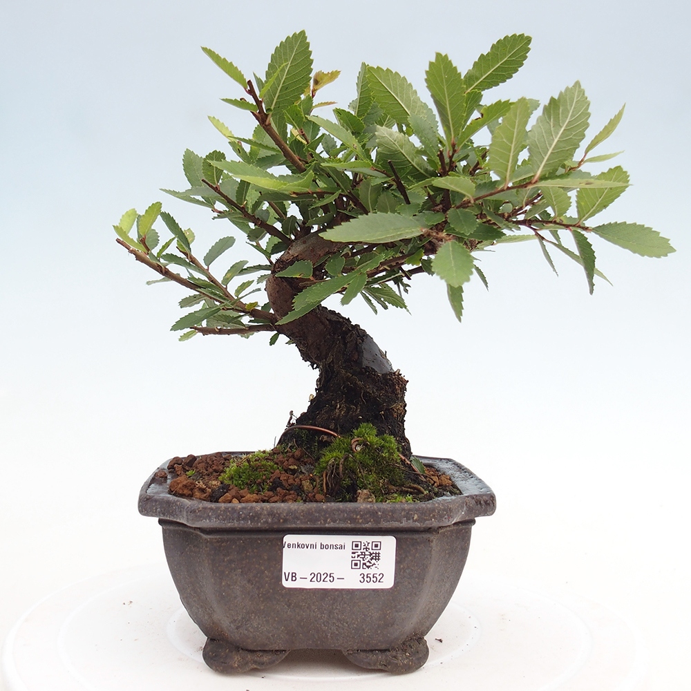 Venkovní bonsai - Zelkova - Zelkova NIRE