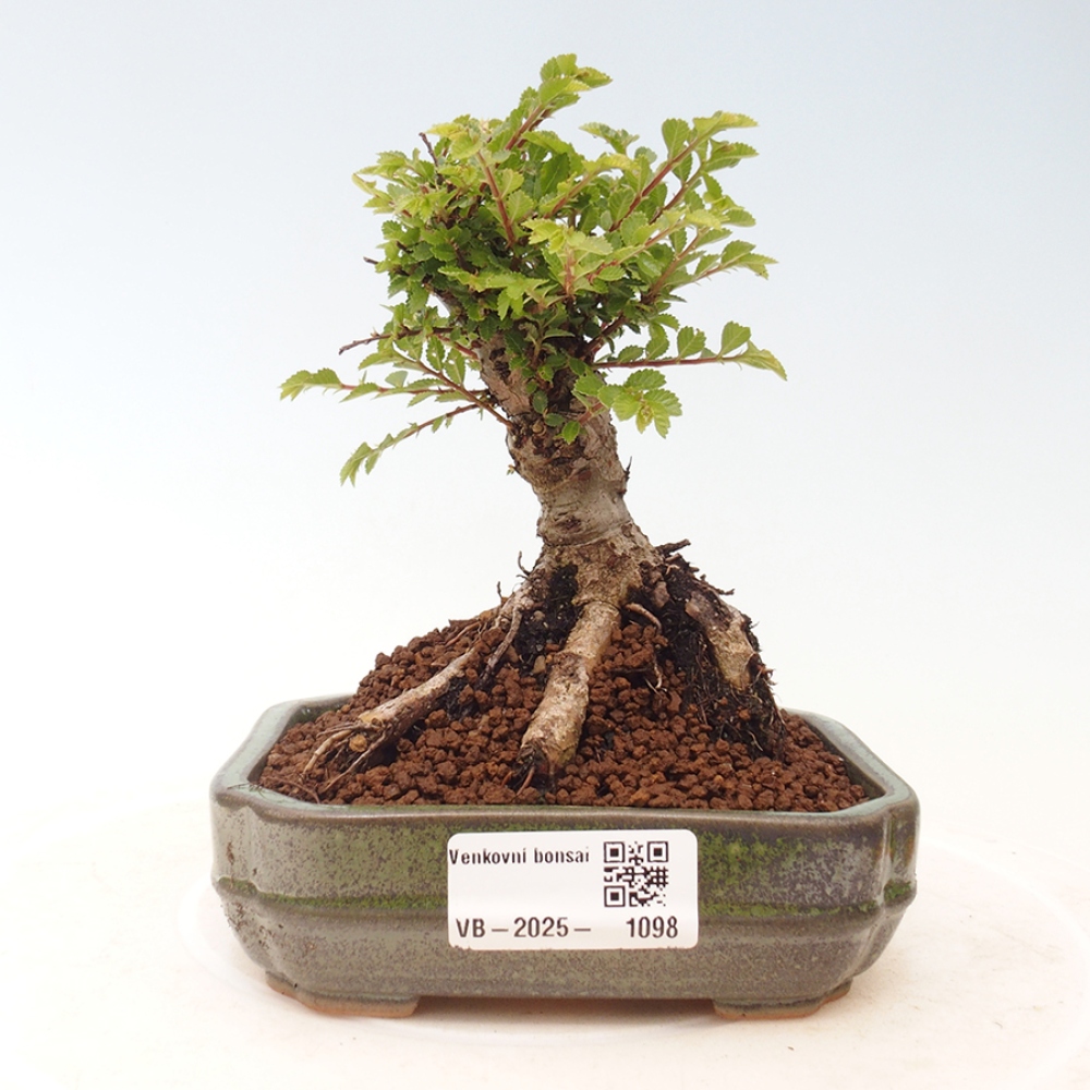 Venkovní bonsai - Ulmus parvifolia Sagei - Malolistý jilm