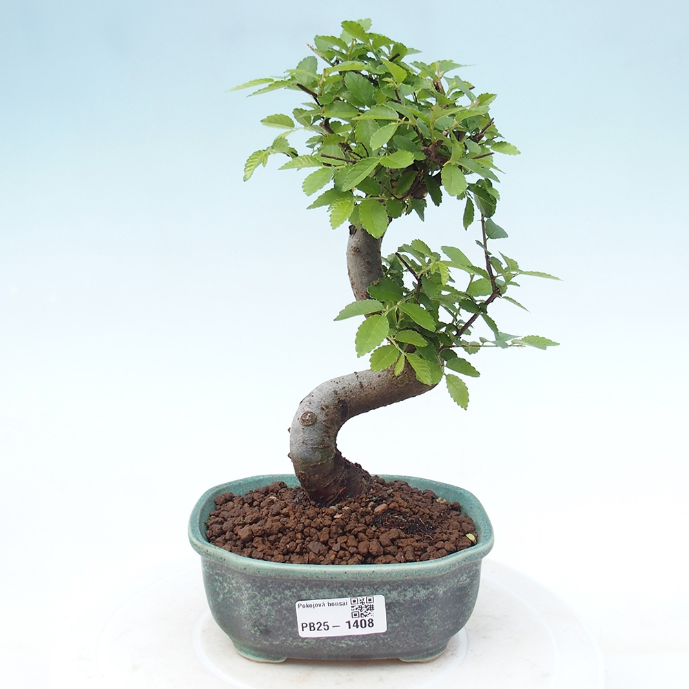 Pokojová bonsai-Malolistý jilm 