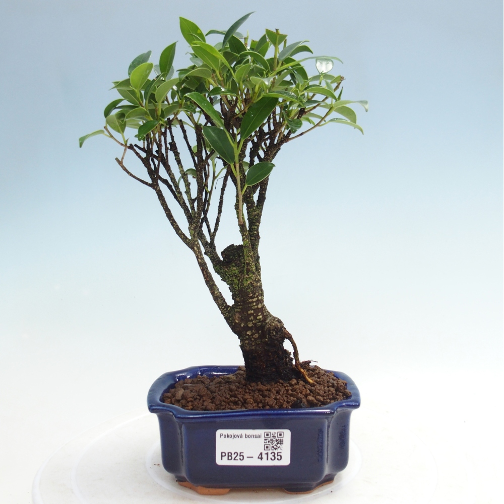 Pokojová bonsai Ficus retusa kimmen