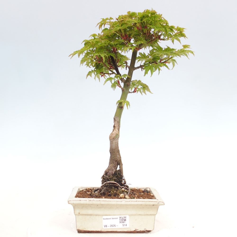 Venkovní bonsai -Javor dlanitolistý Acer palmatum Shishigashira