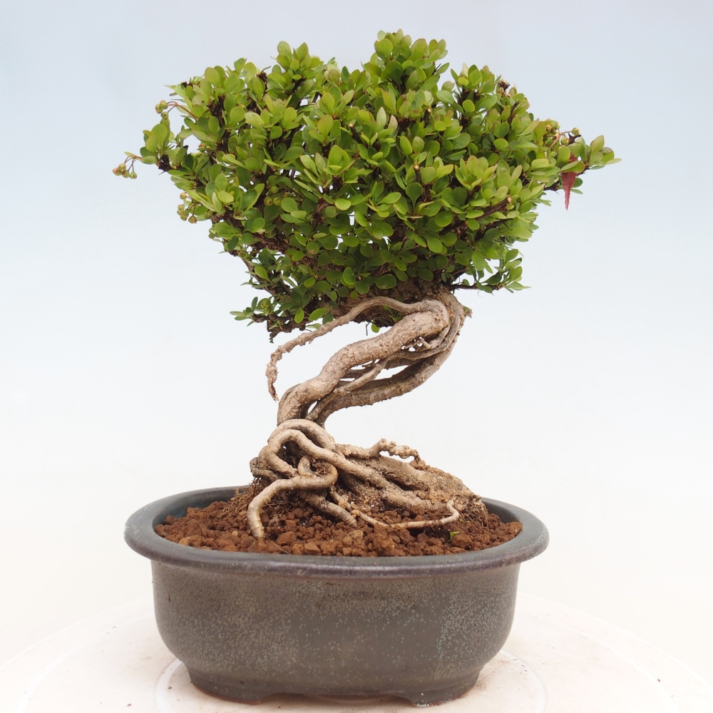 Venkovní bonsai - Berberis coreana - Dřištál korejský