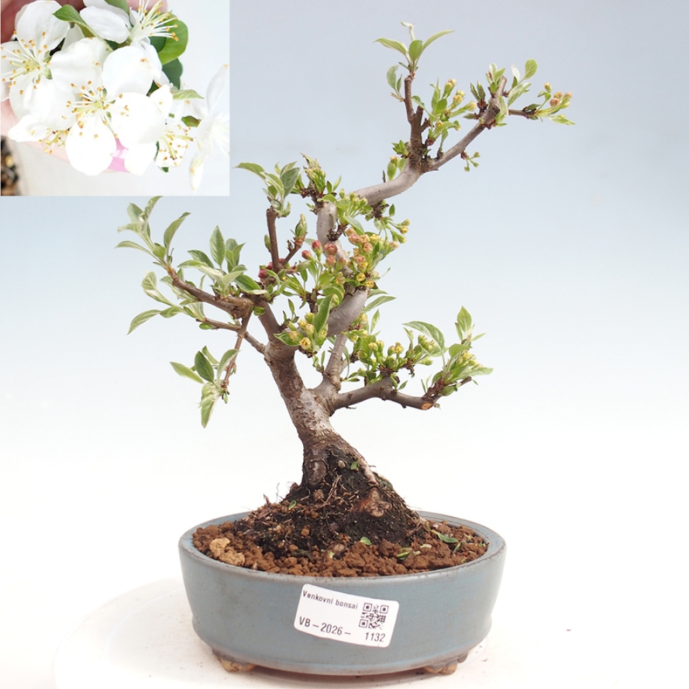 Venkovní bonsai - Malus sargentii -  Maloplodá jabloň