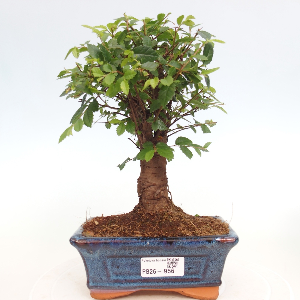 Pokojová bonsai - Ulmus parvifolia - Malolistý jilm