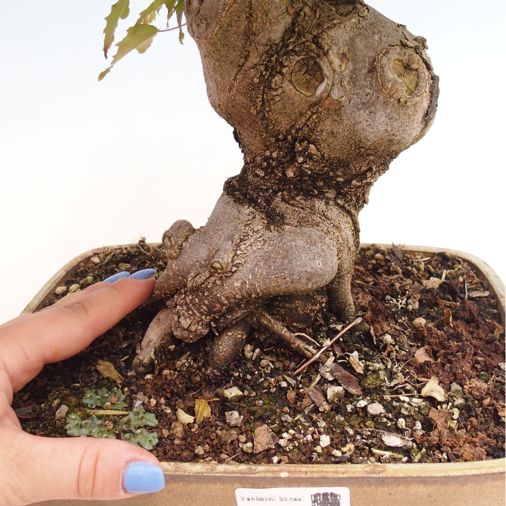 Venkovní bonsai - Acer Buergerianum - Javor Burgerův