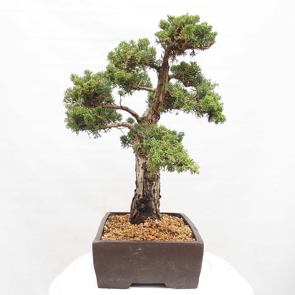 Venkovní bonsai - Juniperus chinensis  - Jalovec čínský 