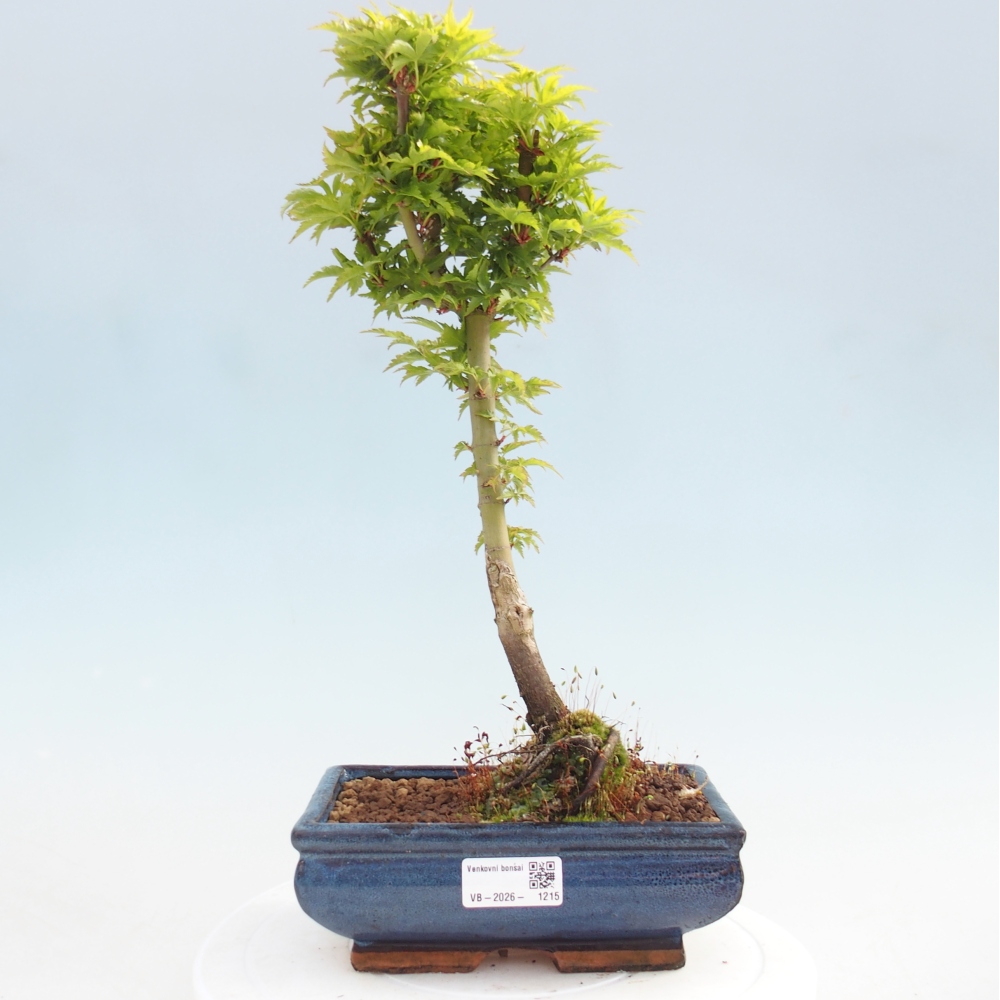 Venkovní bonsai -Javor dlanitolistý Acer palmatum Shishigashira