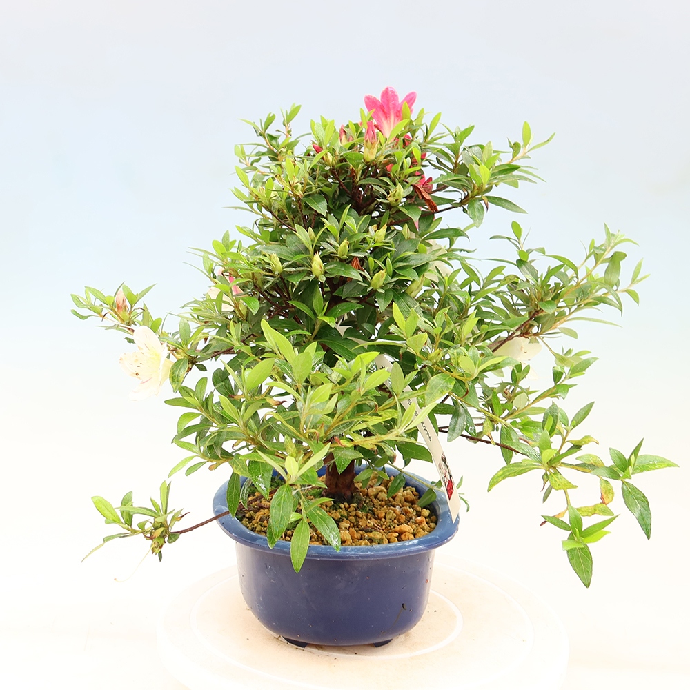 Venkovní bonsai - Japonská azalka - Azalea Suigootome
