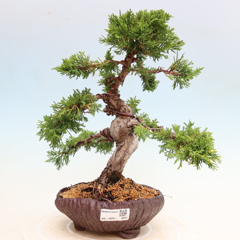 Venkovní bonsai - Juniperus chinensis Itoigawa-Jalovec čínský