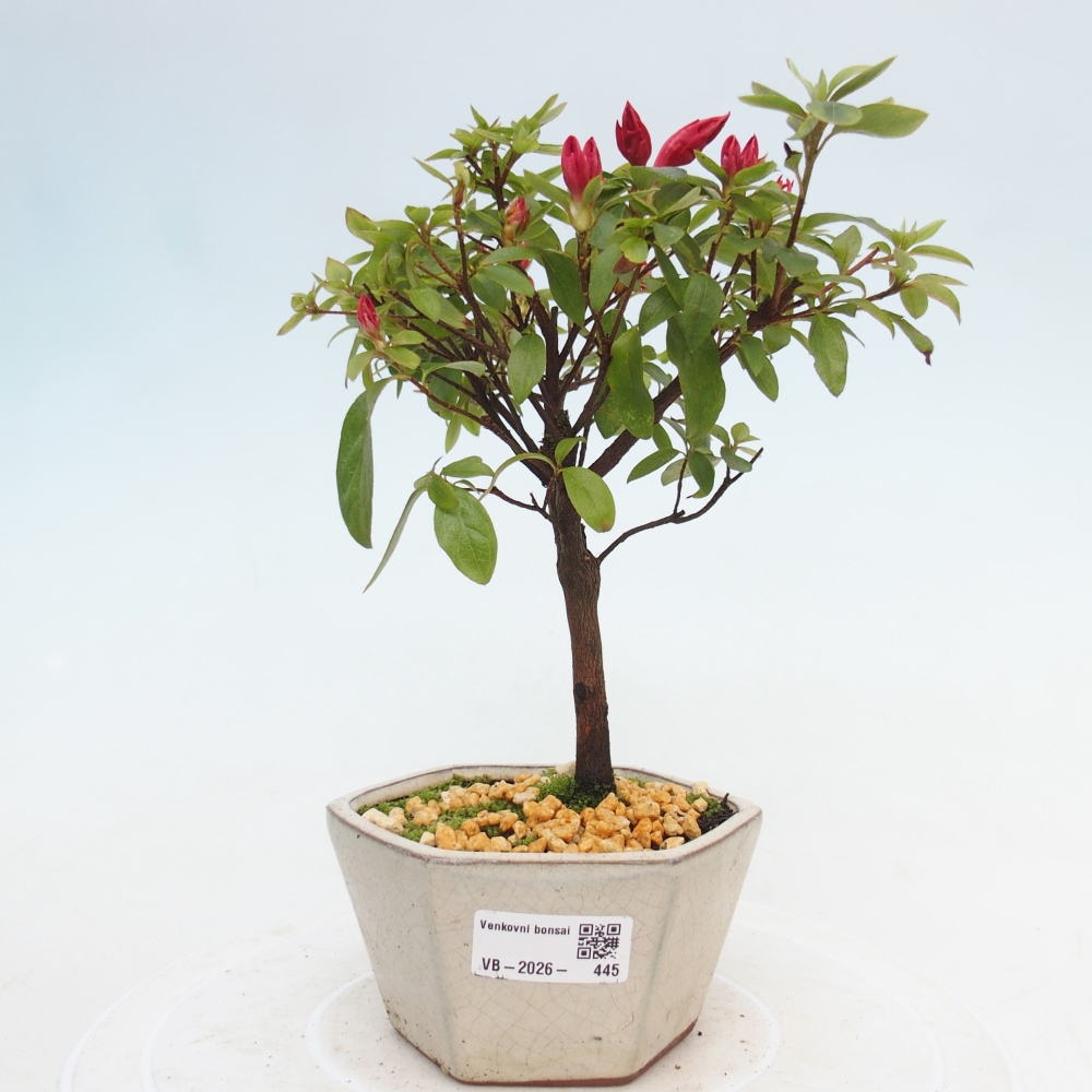 Venkovní bonsai - Japonská azalka - Azalea sp.