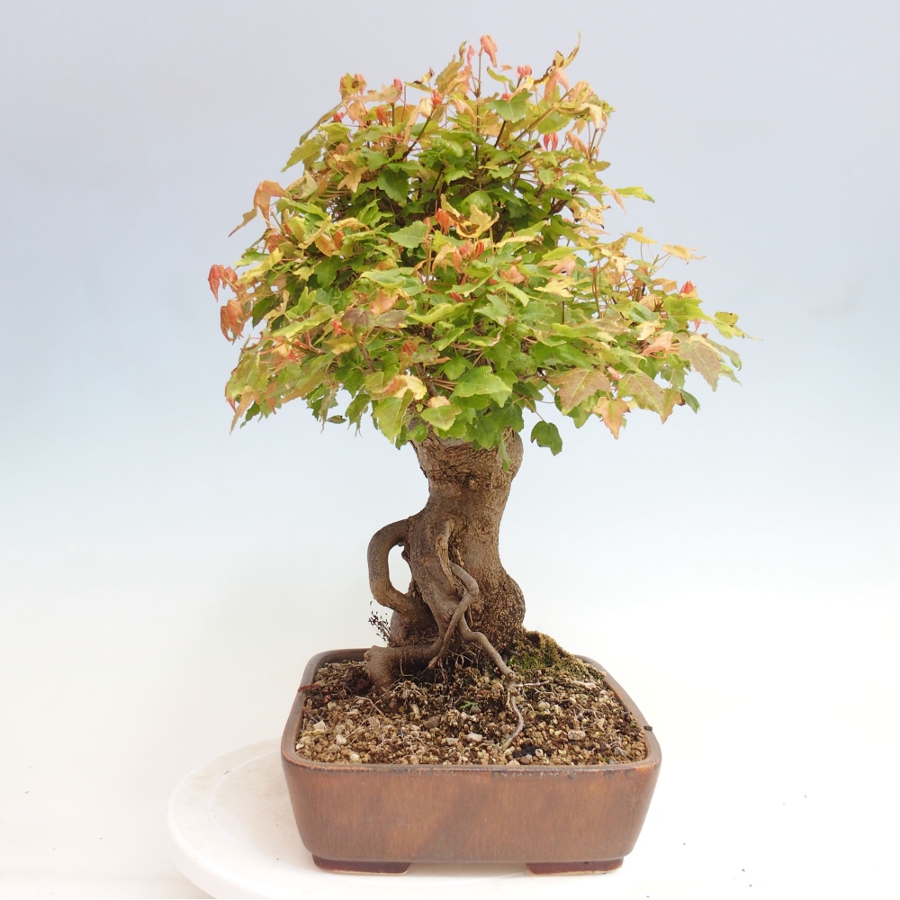 Venkovní bonsai - Acer Buergerianum - Javor Burgerův