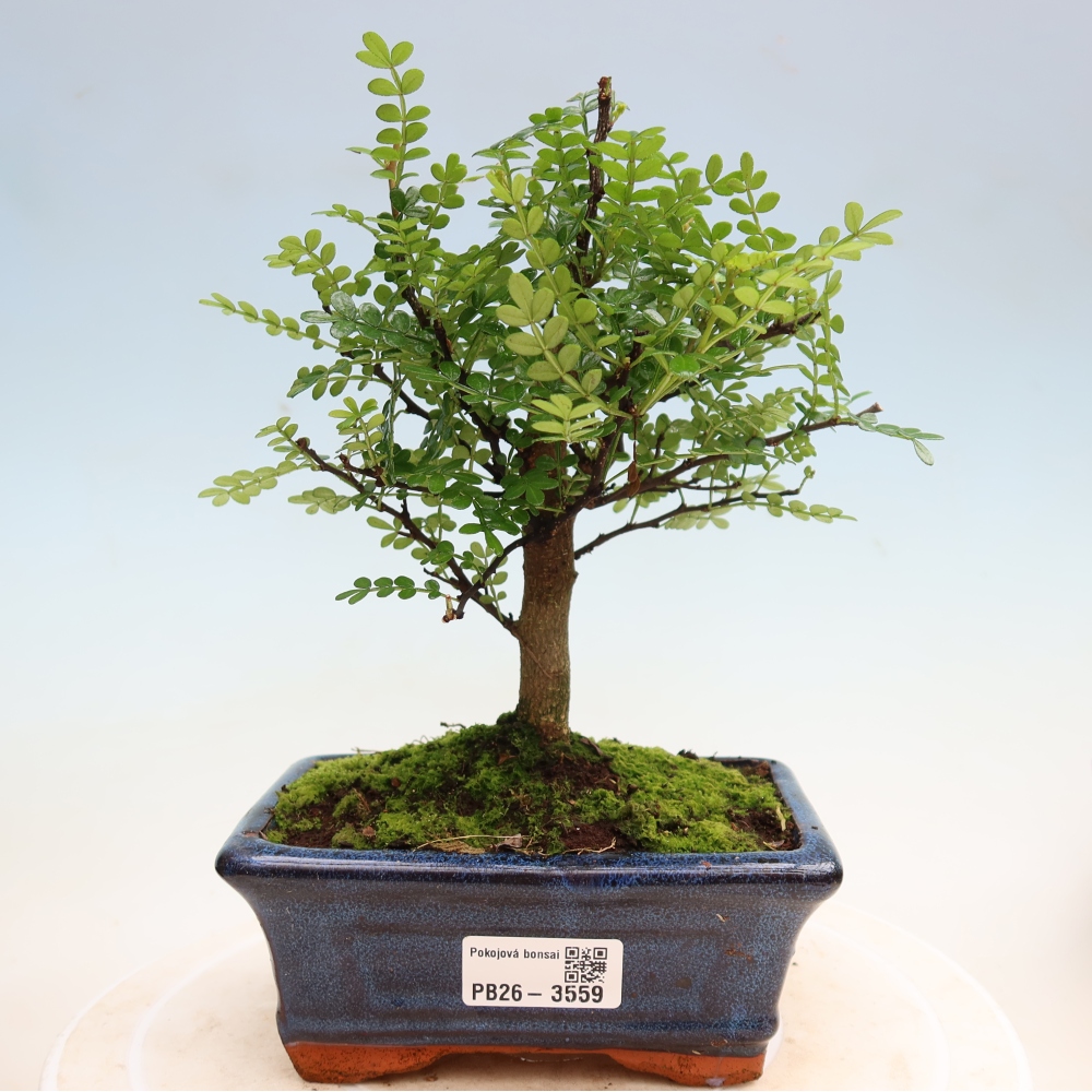 Pokojová bonsai - Zantoxylum piperitum - pepřovník