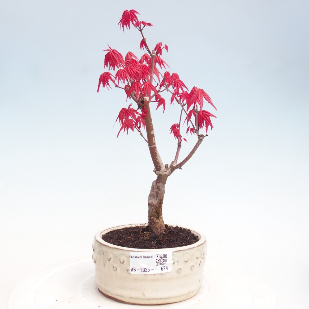 Venkovní bonsai - Javor dlanitolistý - Acer palmatum DESHOJO