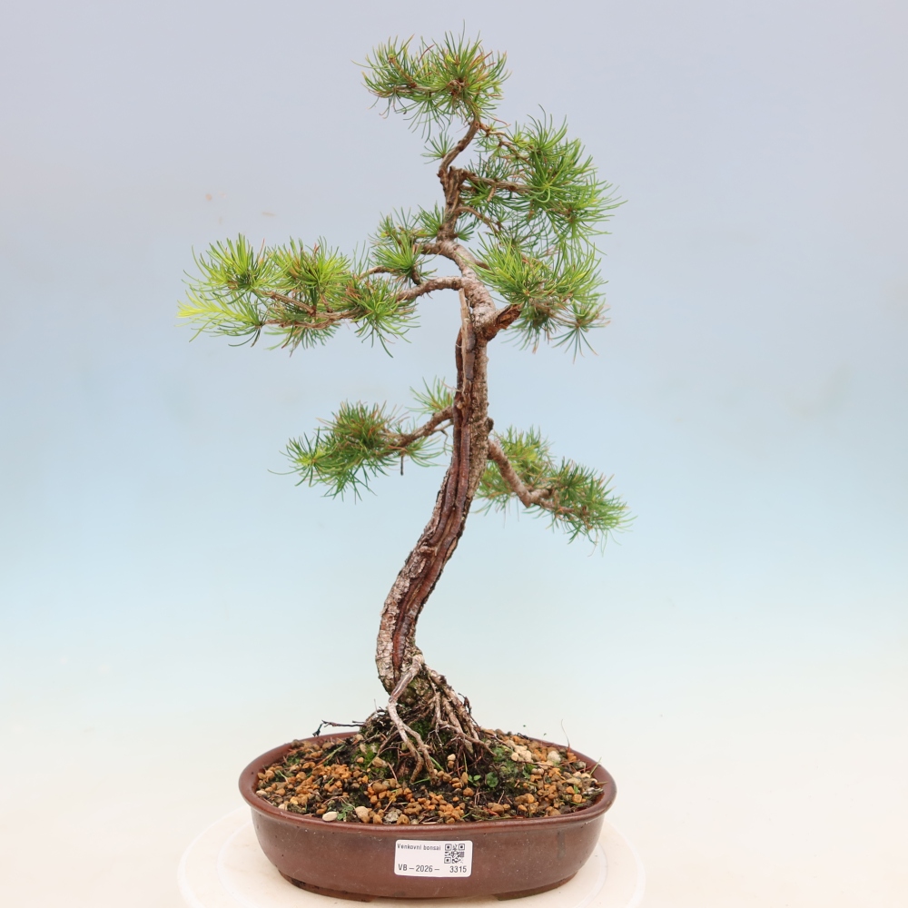 Venkovní bonsai -Larix decidua - Modřín opadavý 