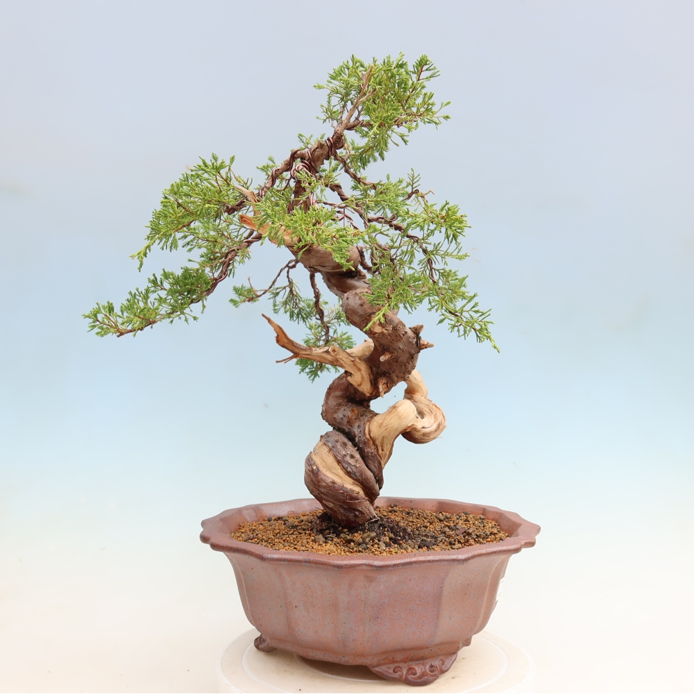 Venkovní bonsai - Juniperus chinensis Itoigawa-Jalovec čínský