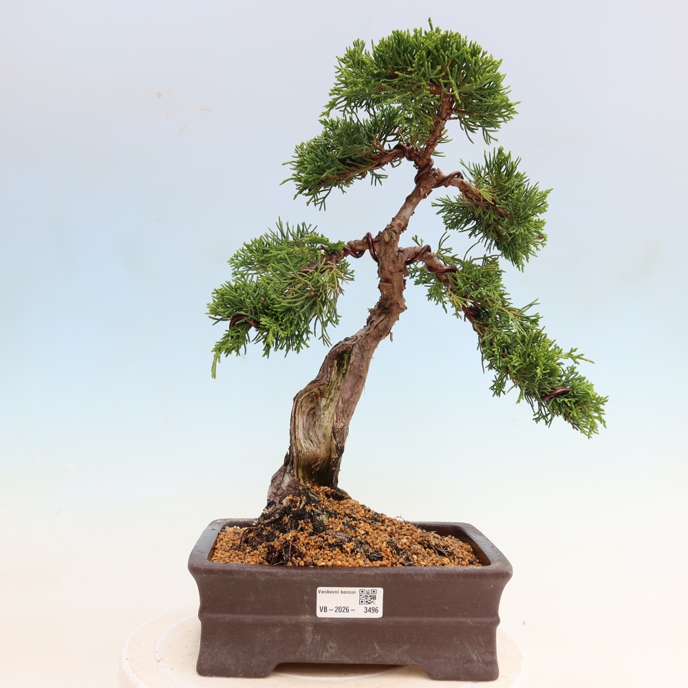 Venkovní bonsai - Juniperus chinensis Itoigawa-Jalovec čínský