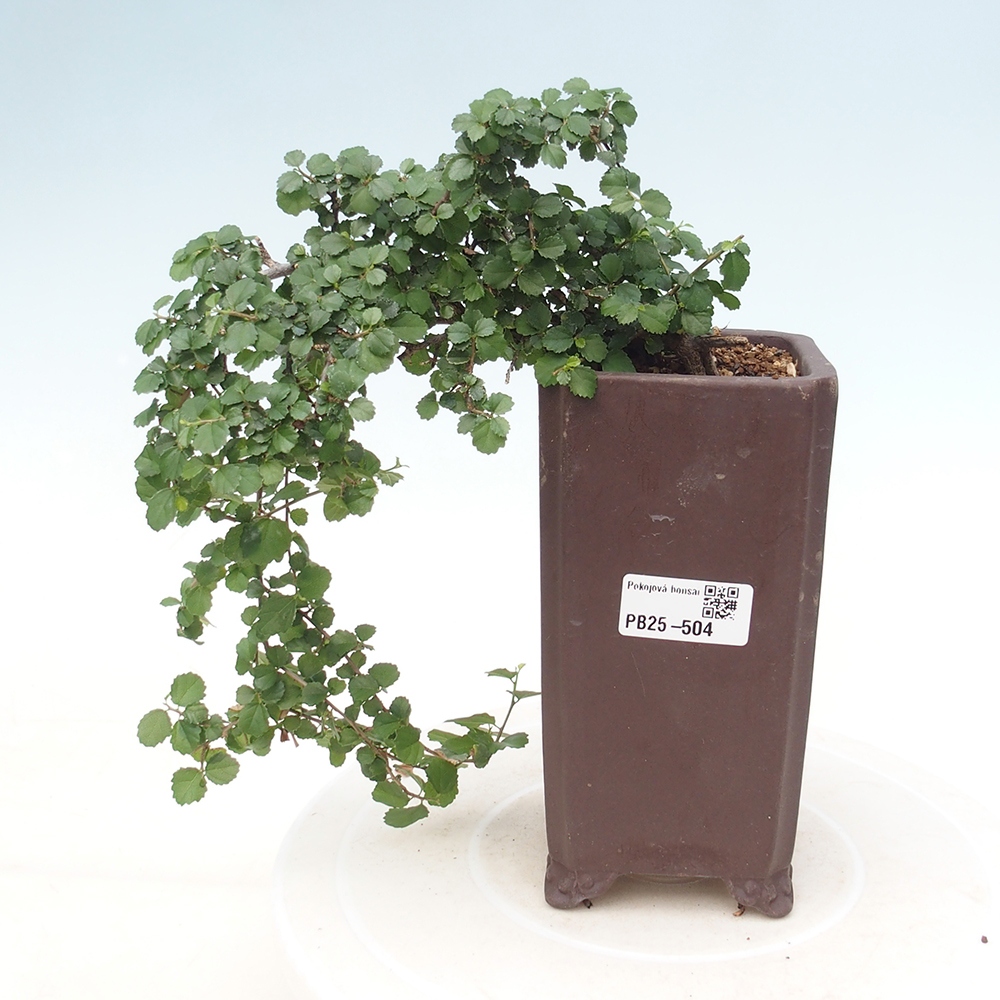 Pokojová bonsai - Grewia sp. - Grewie malolistá