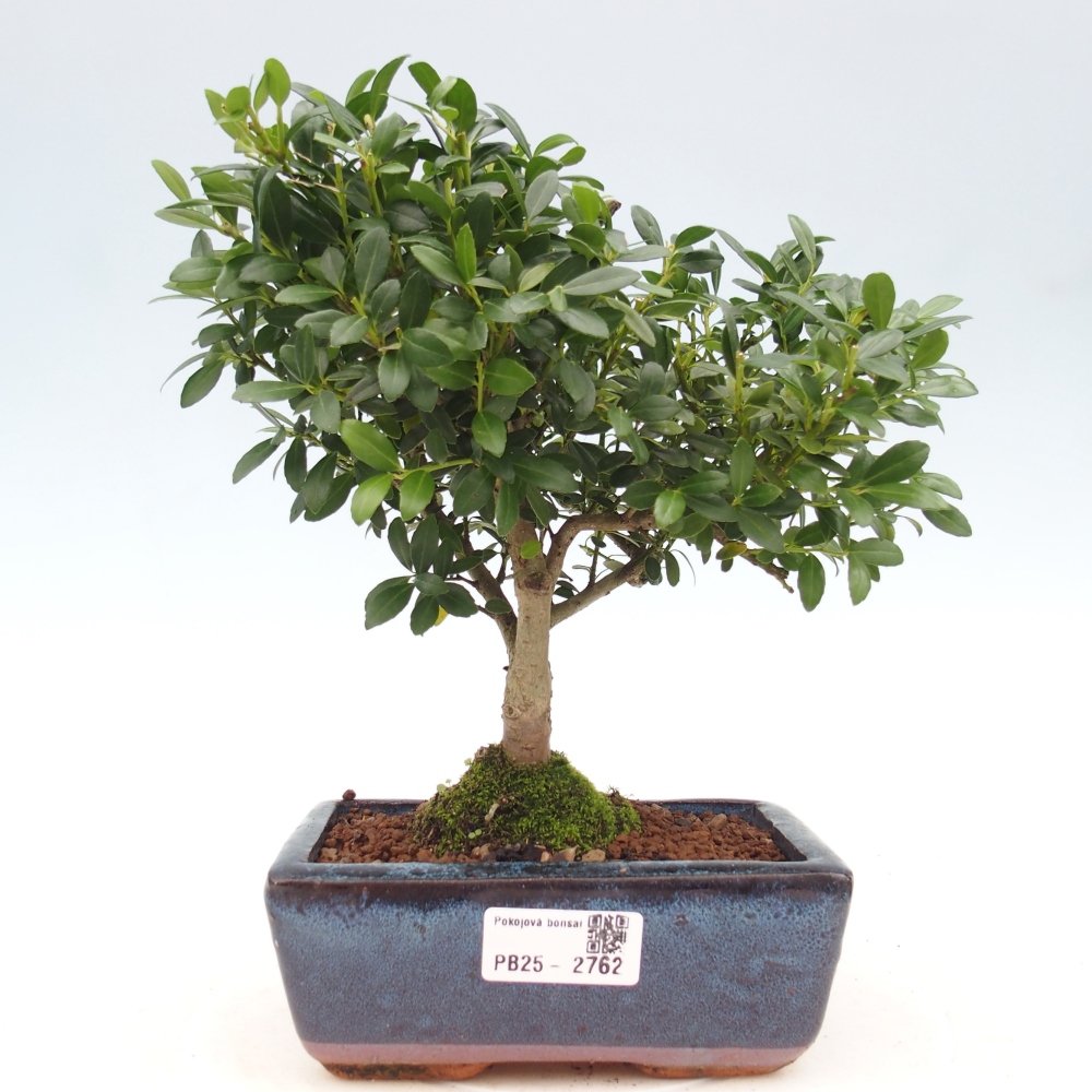 Pokojová bonsai - Ilex crenata - Cesmína