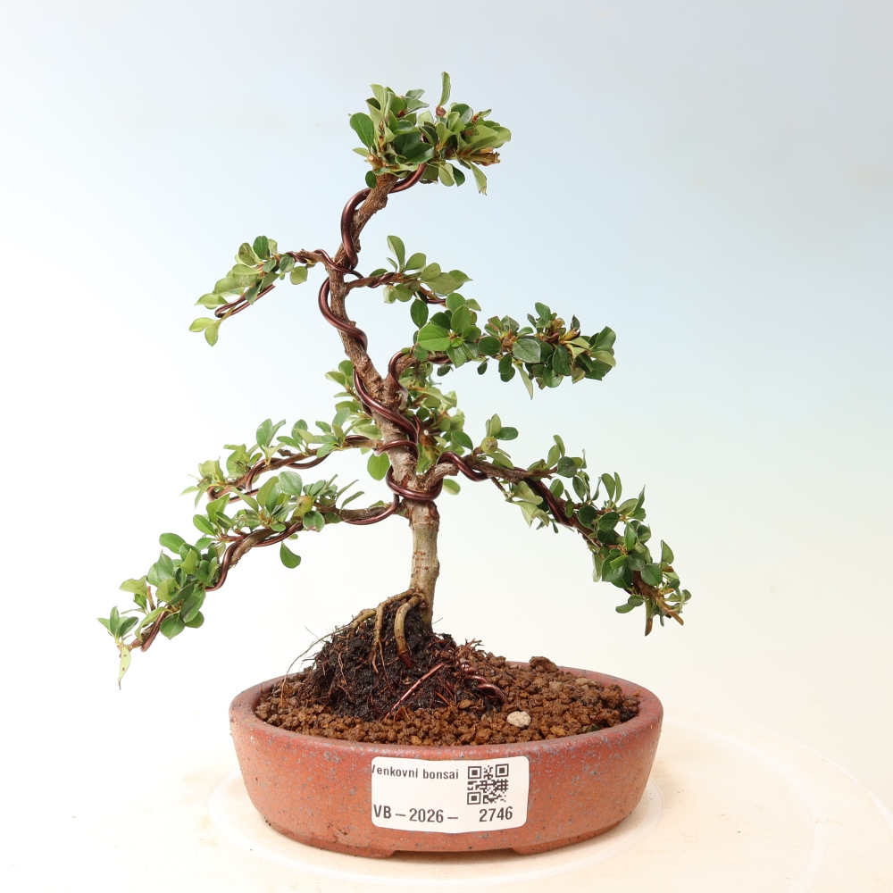 Venkovní bonsai - Cotoneaster horizontalis - Skalník