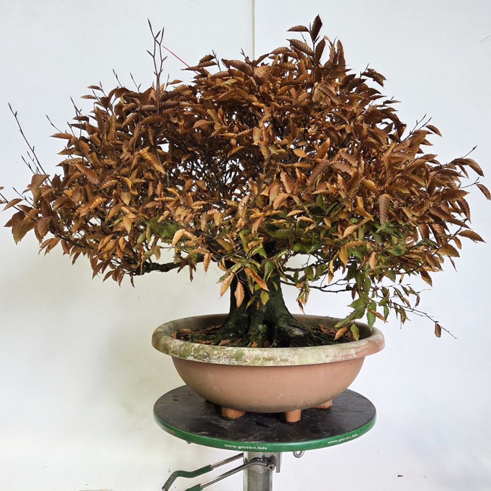 Venkovní bonsai - Fagus crenata