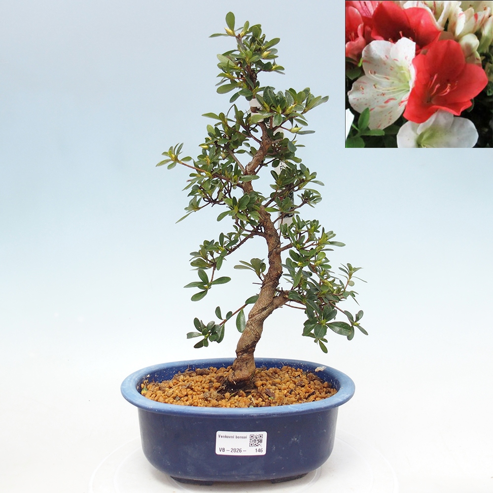 Venkovní bonsai - Japonská azalka - Azalea Asahi-no-izumi