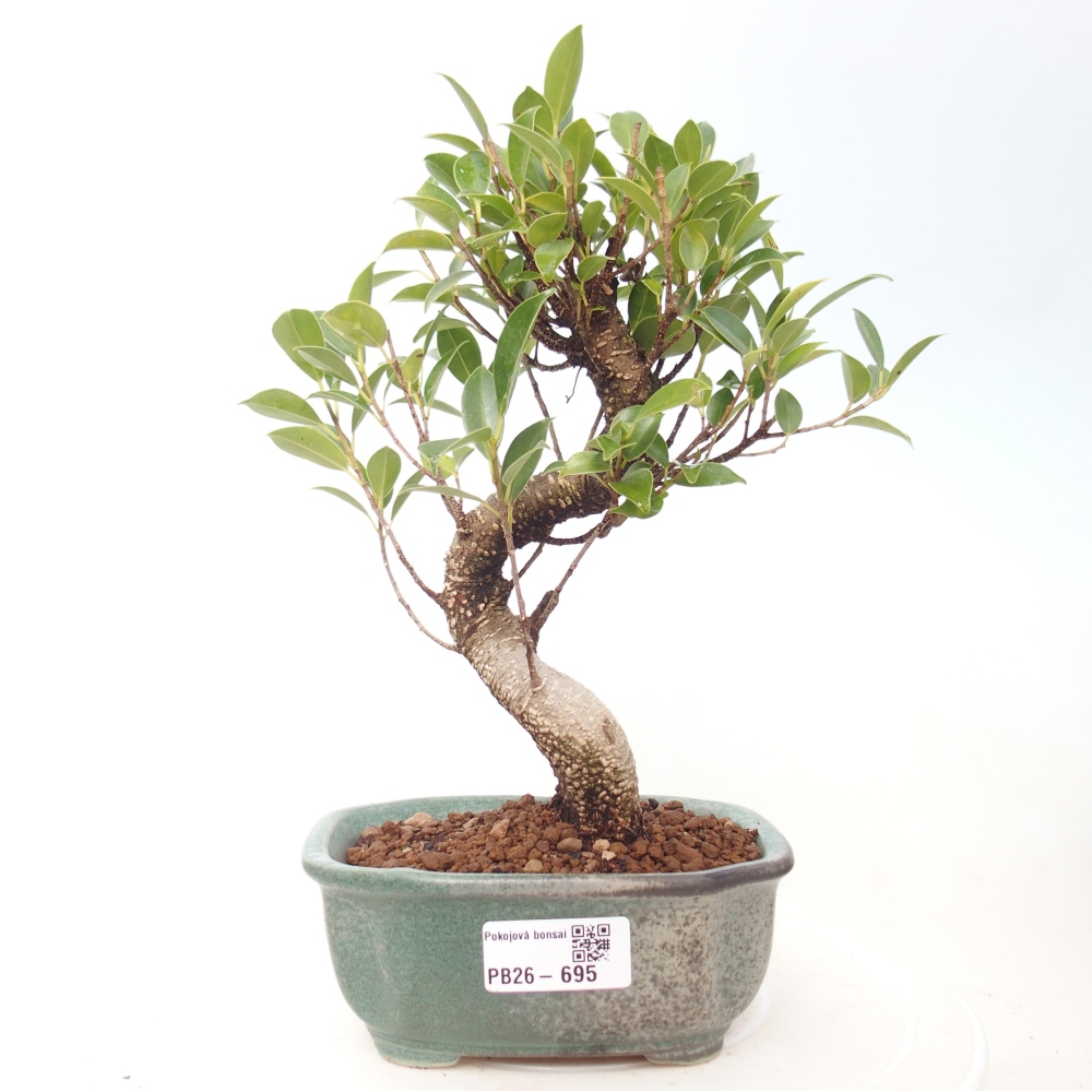 Pokojová bonsai - Ficus retusa -  malolistý fíkus