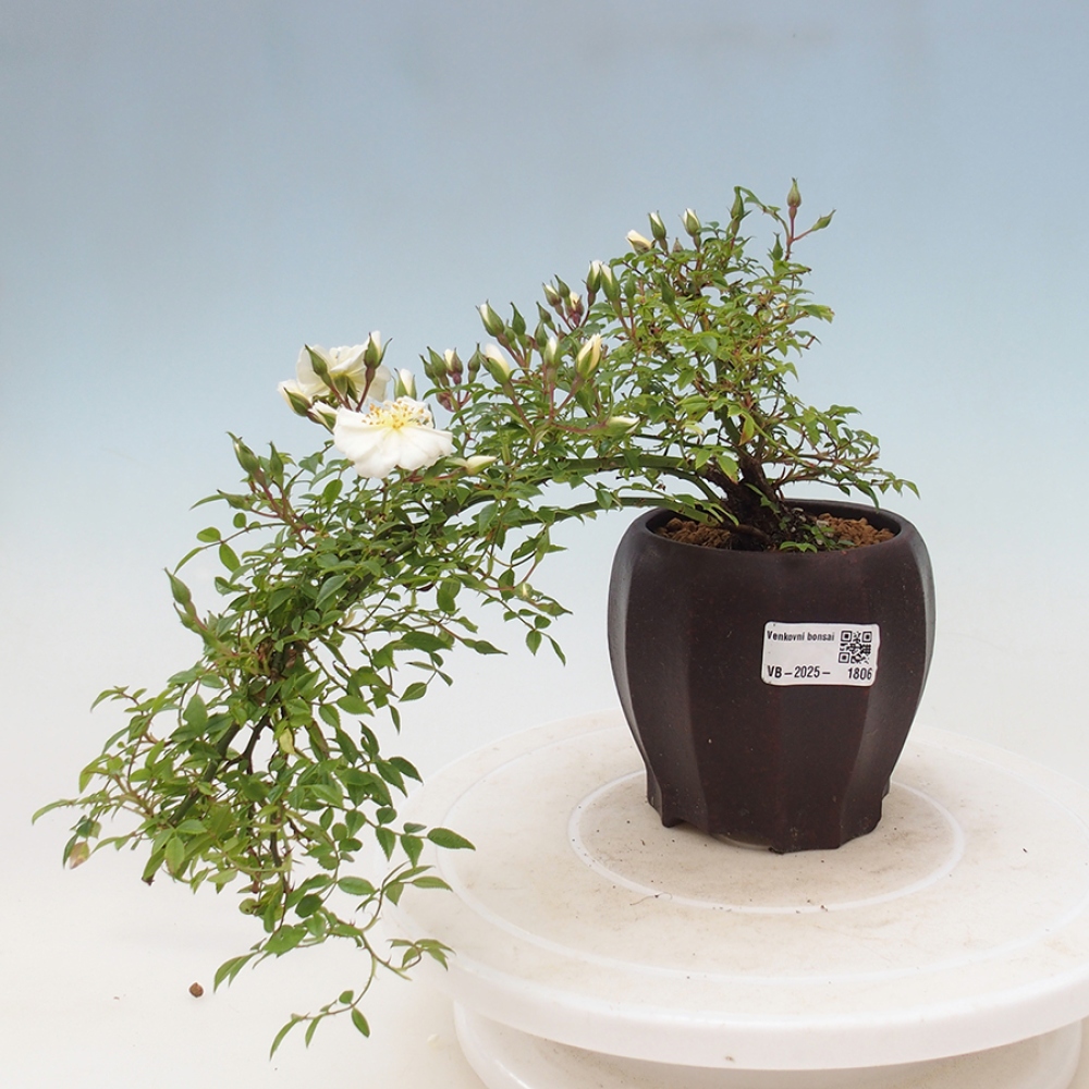 Venkovní bonsai - Rosa Sea Foam -  růže