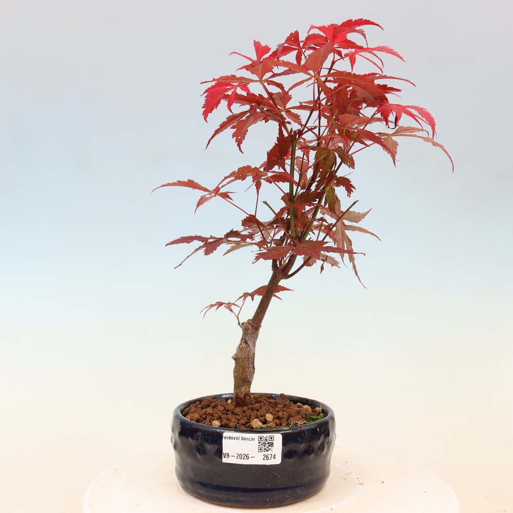 Venkovní bonsai - Acer palm. Atropurpureum-Javor dlanitolistý