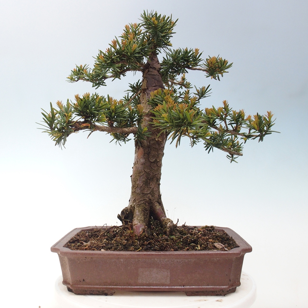 Venkovní bonsai - Taxus cuspidata  - Tis japonský